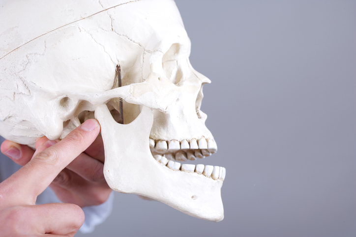 A person points to the temporomandibular joint on a human skull model, highlighting the connection between the lower jaw and the skull against a plain gray background.